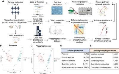 Proteomics and phosphoproteomics of chordoma biopsies reveal alterations in multiple pathways and aberrant kinases activities